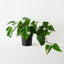 Pothos Vine Plant (Set of 2 )
