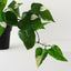 Pothos Vine Plant (Set of 2 )