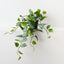 Hoya Plant (Set of 4 )