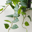 Hoya Plant (Set of 4 )