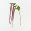 Amaranthus Spray (Set of 12)