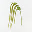 Amaranthus Spray (Set of 12)