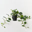 Peperomia Plant (Set of 4 )