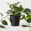 Peperomia Plant (Set of 4 )