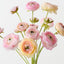 Ranunculus Bundle (Set of 6)