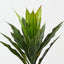 Cordyline Bush (Set of 12)