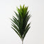 Cordyline Bush (Set of 6)