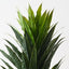Cordyline Bush (Set of 6)