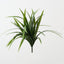 Dracaena Bush (Set of 12)