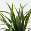 Dracaena Bush (Set of 12)