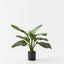 Anthurium Jungle Plant (Set of 2 )