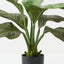 Anthurium Jungle Plant (Set of 2 )