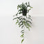 Dragon Fern Plant (Set of 4 )