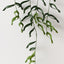 Dragon Fern Plant (Set of 4 )