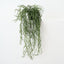 Rhipsalis Plant (Set of 4 )