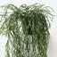 Rhipsalis Plant (Set of 4 )