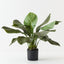 Anthurium Jungle Plant (Set of 2 )