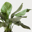 Anthurium Jungle Plant (Set of 2 )