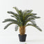 Cycad Palm (Set of 2 )