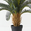 Cycad Palm (Set of 2 )