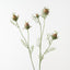 Love in a Mist Spray (Set of 12)