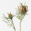 Love in a Mist Spray (Set of 12)