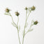 Love in a Mist Spray (Set of 12)