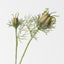 Love in a Mist Spray (Set of 12)