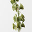 Bell of Ireland (Set of 12)