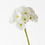 Primula Spray (Set of 12)