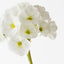 Primula Spray (Set of 12)