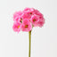 Primula Spray (Set of 12)