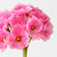 Primula Spray (Set of 12)