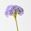 Primula Spray (Set of 12)