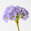 Primula Spray (Set of 12)