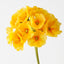 Primula Spray (Set of 12)