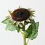 Sunflower Core (Set of 12)