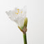 Amaryllis (Set of 12)