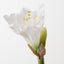 Amaryllis (Set of 12)
