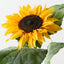 Sunflower (Set of 12)