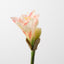 Amaryllis (Set of 12)
