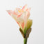Amaryllis (Set of 12)