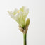 Amaryllis (Set of 12)