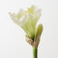 Amaryllis (Set of 12)
