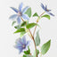 Clematis Spray (Set of 12)