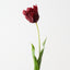 Parrot Tulip (Set of 12)