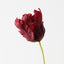 Parrot Tulip (Set of 12)