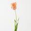 Parrot Tulip (Set of 12)