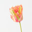 Parrot Tulip (Set of 12)