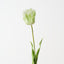 Parrot Tulip (Set of 12)